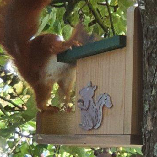 Eichhörnchen zu Besuch